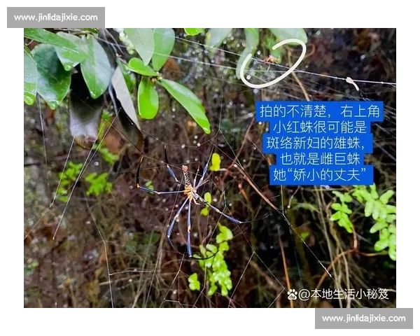 小蜘蛛的警示:世俱杯细节如丝,疏漏即失良机